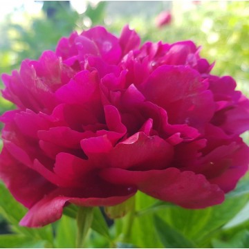 Бенефис ( Benefis)