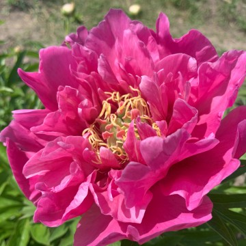 Belle Toulousaine(Бэль Тулузэн)
