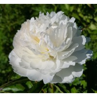 Alesia (Алесия)