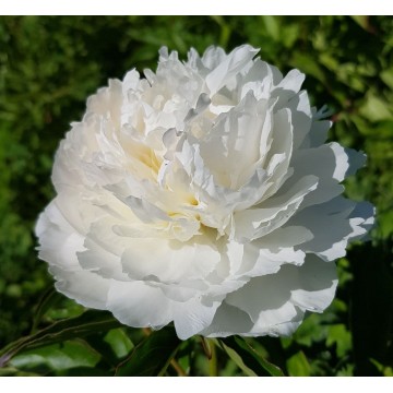 Alesia (Алесия)