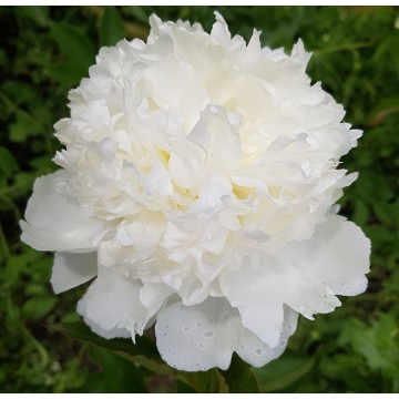 Bowl of Cream (Боул оф Крим)