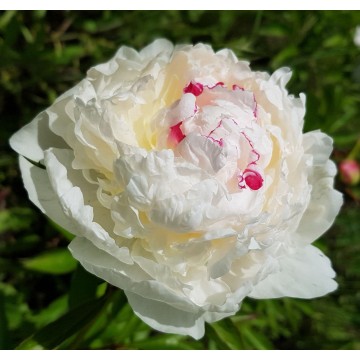 Boule de Neige ( Буль де Неж) Boule de Neige ( Буль де Неж)