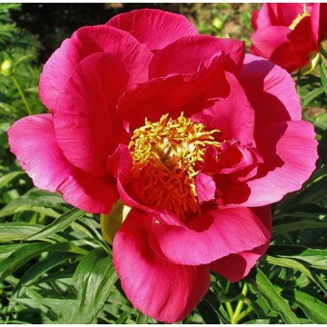 Red Red Rose (Ред Ред Роуз)