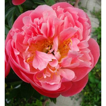 Pink Hawaiian Coral (Пинк Гавайан Корал) Pink Hawaiian Coral (Пинк Гавайан Корал)