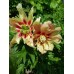 Old Rose Dandy(Олд Роуз Денди)