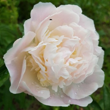 Petticoat Flounce (Петикоут Флаунс)