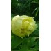 Yellow Crown (Еллоу Кроун)
