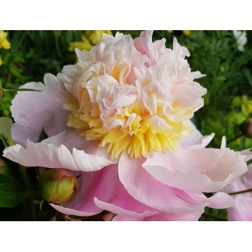 Pink Lemonade(Пинк Лимонад) Pink Lemonade(Пинк Лимонад)