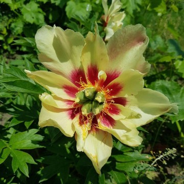 Old Rose Dandy(Олд Роуз Денди)
