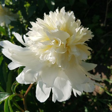 Charley's White(Чарльз Уайт)