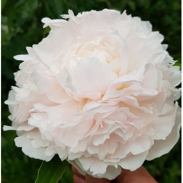 Klehm's Pink Unknown(Клемз Пинк Анноун)