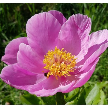 Pink Chalice (Пинк Чалис)