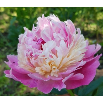 Pink Derby (Пинк Дерби)