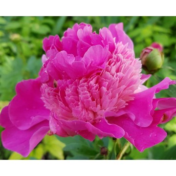 Pink Pom Pom (Пинк Пом Пом) Pink Pom Pom (Пинк Пом Пом)