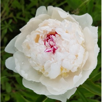 Couronne de Or(Курон д ор)