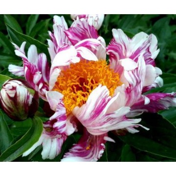 Raspberry Rumba (Распберри Румба )