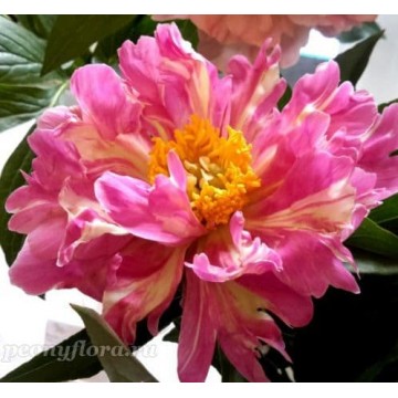 Pink Salutation (Пинк Салютэйшн) Pink Salutation (Пинк Салютэйшн)