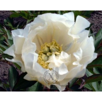 White Emperor (Уайт Эмперор)