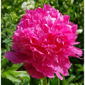 Pink Jazz(Пинк Джаз) Pink Jazz(Пинк Джаз)
