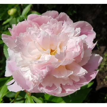 Pink Pearl (Пинк Пеарл) Pink Pearl (Пинк Пеарл)