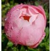 Coral Charm ( Корал Чарм) Coral Charm ( Корал Чарм)