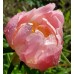 Coral Charm ( Корал Чарм) Coral Charm ( Корал Чарм)