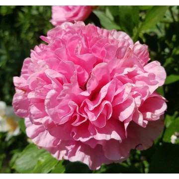 Carnation Bouquet (Карнейшен Букет)