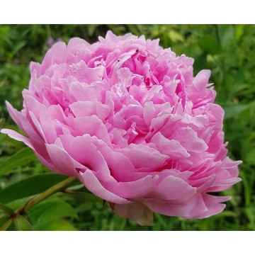 Pink Giant (Пинк Гиант) Pink Giant (Пинк Гиант)