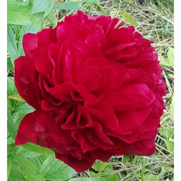 Red Satin(Ред Сатин)
