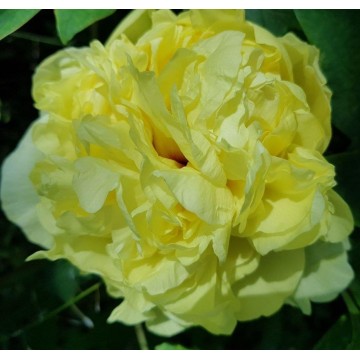 Yellow Crown (Еллоу Кроун)